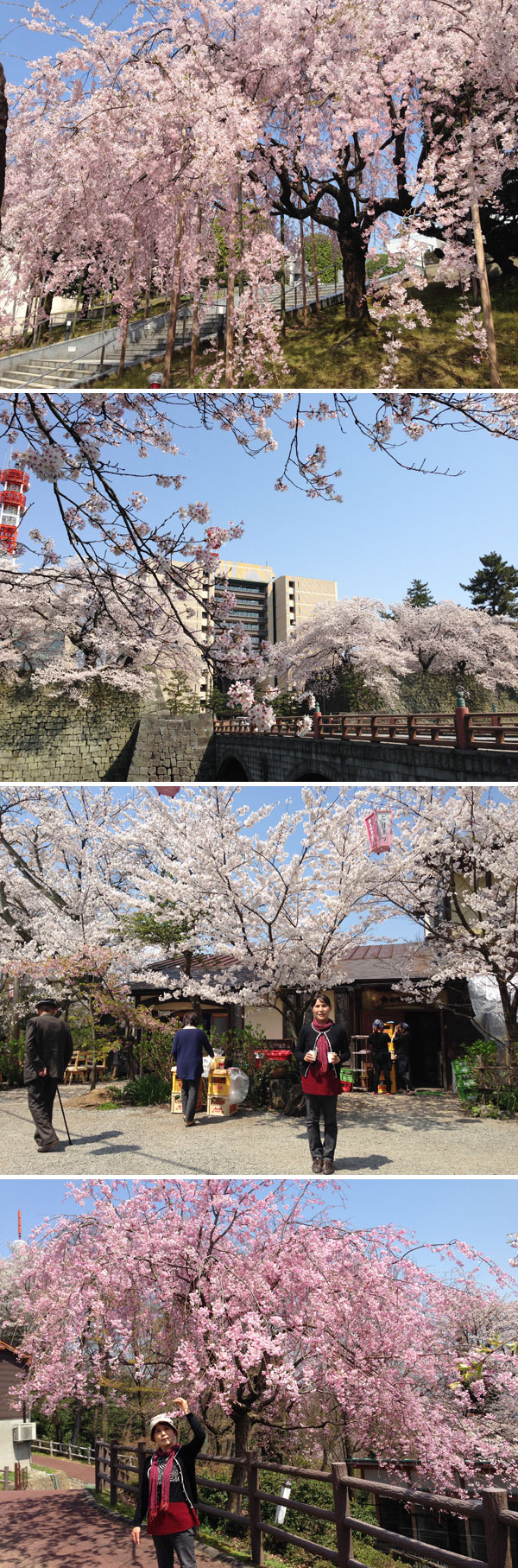 上から「佐佳枝廼社」「県庁」「足羽山」「足羽山動物園」の桜。どれも満開できれいだった。