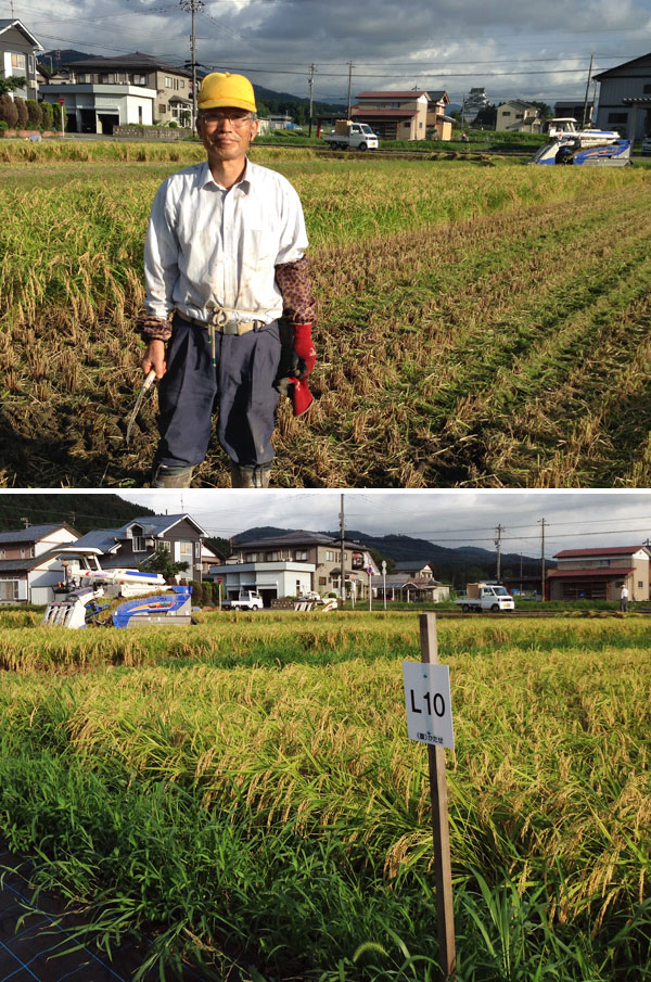 稲刈り補助員スタイル。組合で米作りをしているが、下は自分の田んぼ。