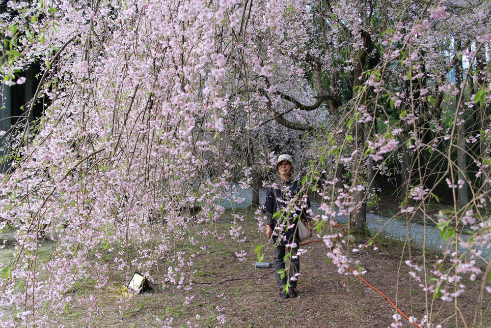 地面すれすれまで垂れ下がる「しだれ桜」。花と一体になれる幸せ。